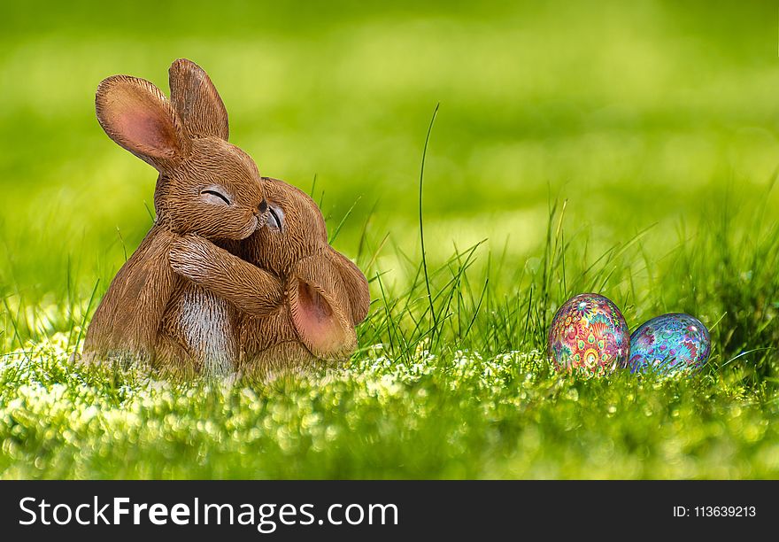 Grass, Fauna, Domestic Rabbit, Rabbit