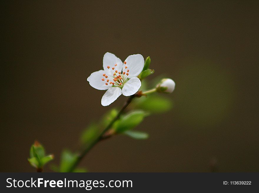 Flower, Blossom, Flora, Spring