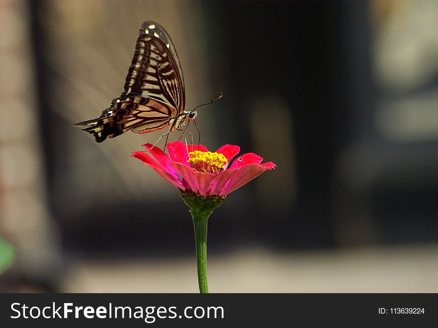 Butterfly, Moths And Butterflies, Insect, Flower