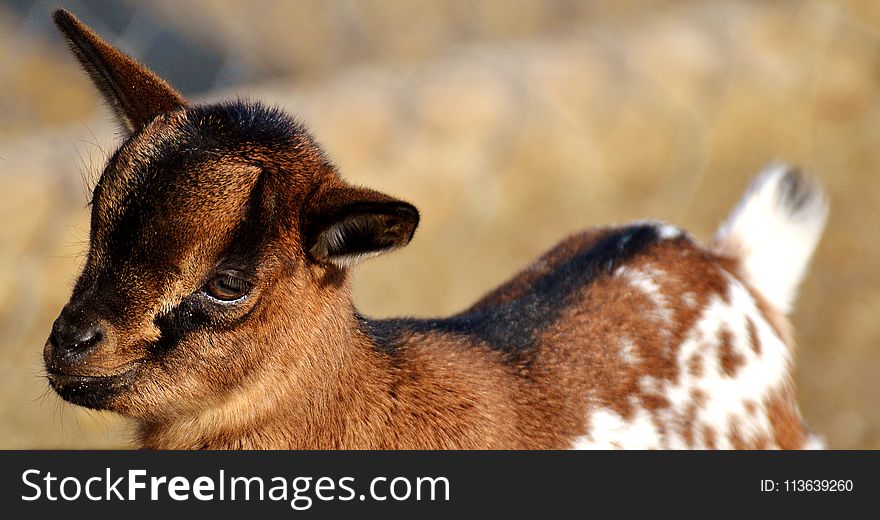 Wildlife, Fauna, Terrestrial Animal, Goats