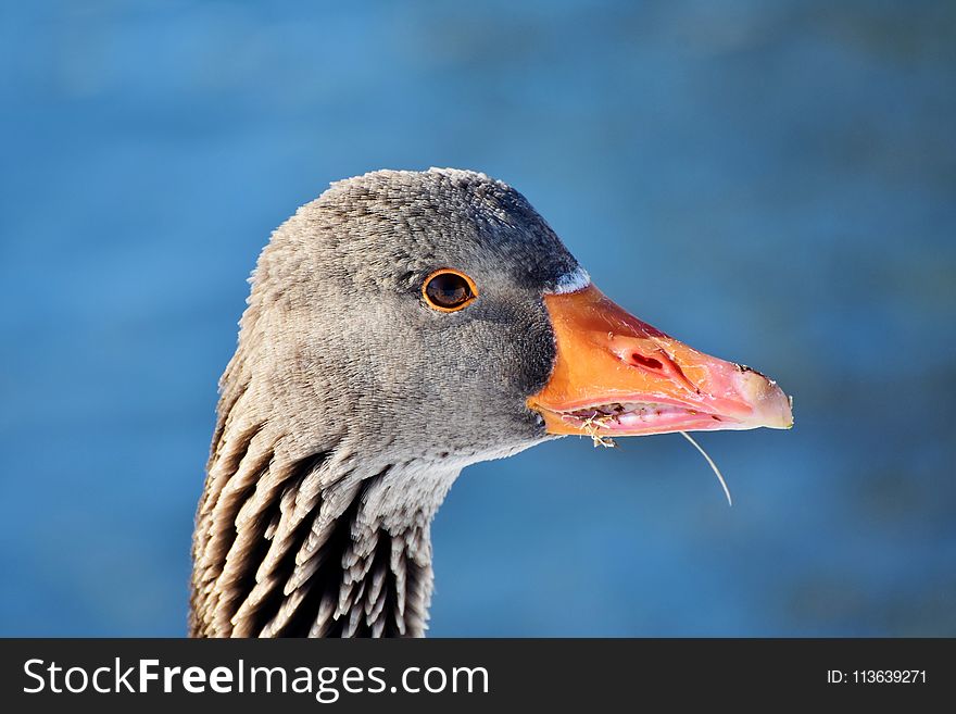 Beak, Bird, Water Bird, Fauna