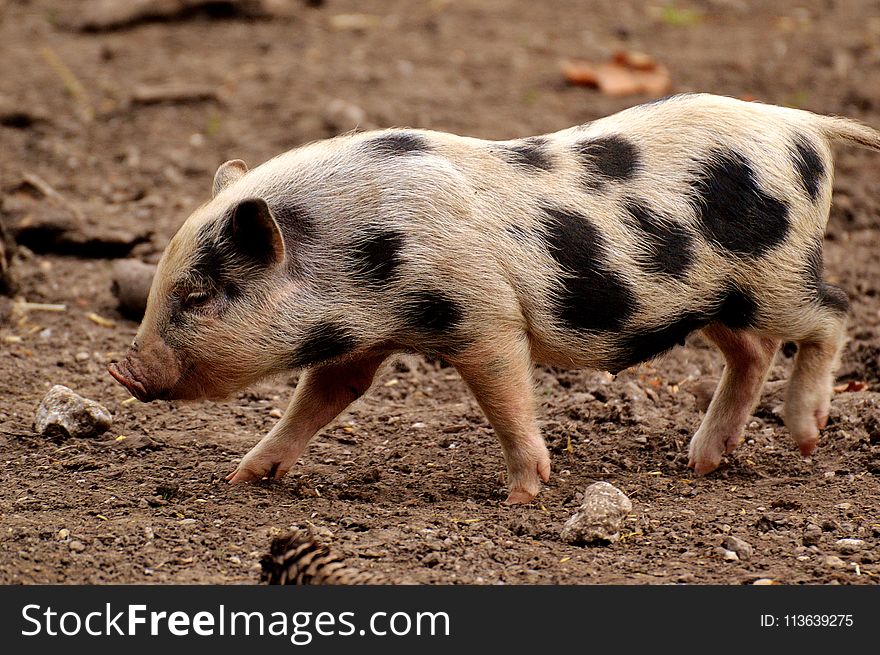 Pig Like Mammal, Pig, Domestic Pig, Mammal