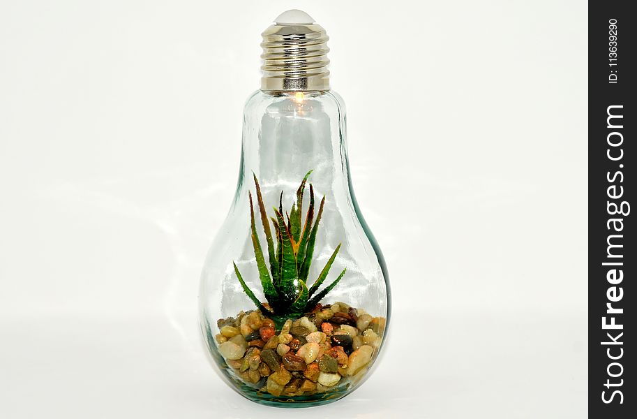 Glass Bottle, Bottle, Plant, Flowerpot