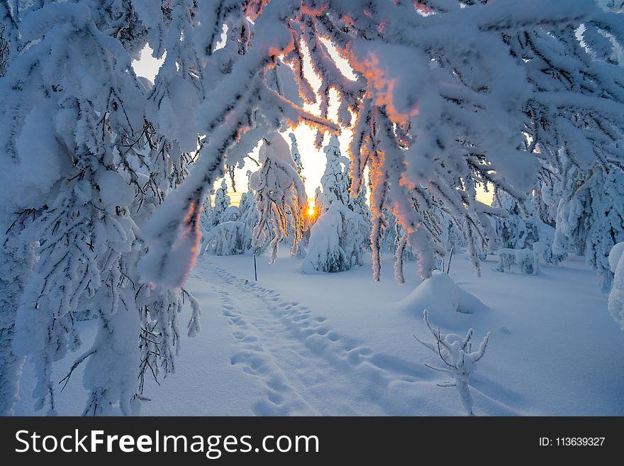 Winter, Snow, Frost, Freezing