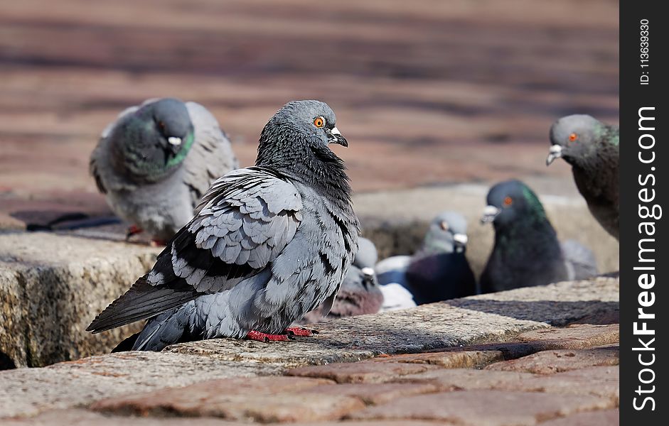 Pigeons And Doves, Bird, Fauna, Beak