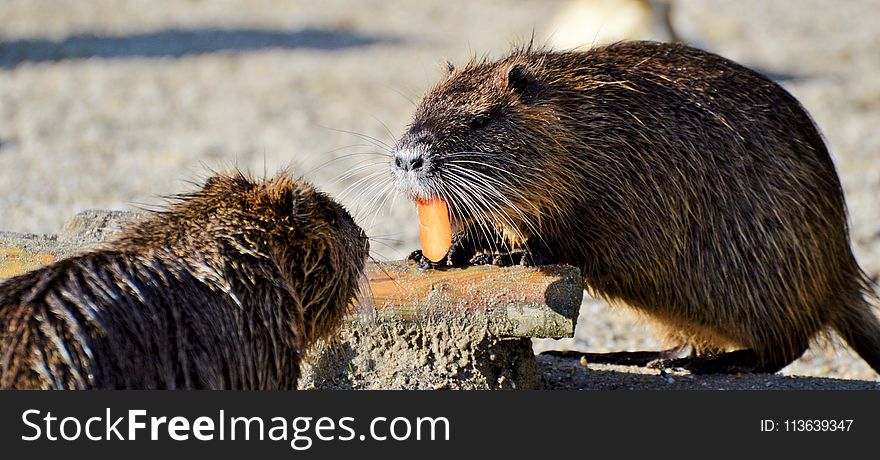 Beaver, Mammal, Fauna, Muskrat
