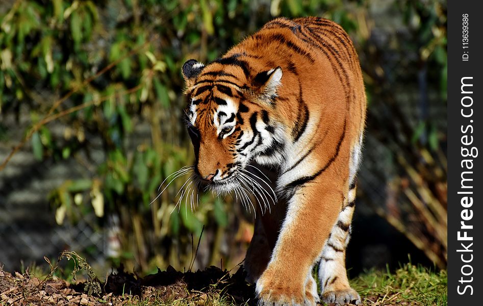 Tiger, Wildlife, Terrestrial Animal, Mammal