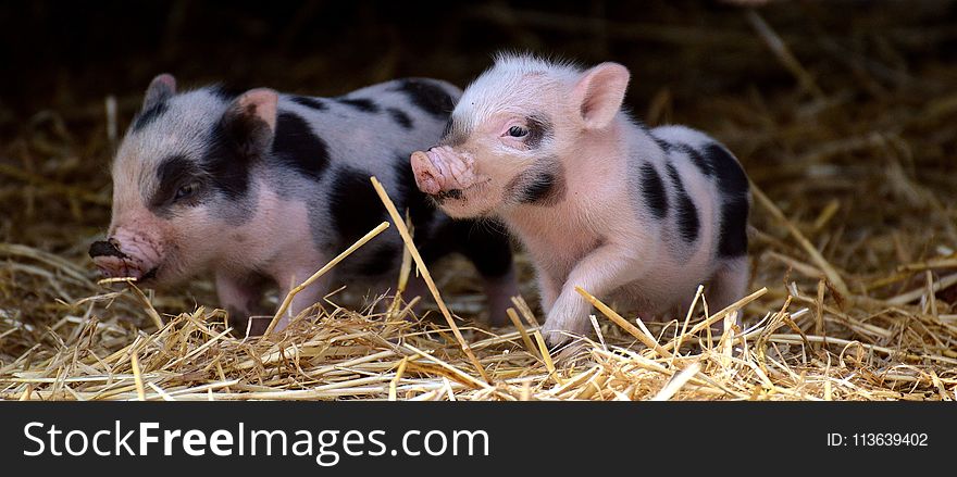 Pig Like Mammal, Domestic Pig, Pig, Fauna