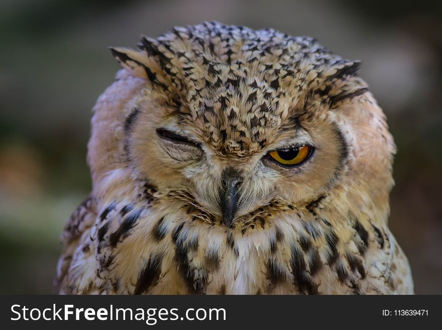 Owl, Beak, Bird Of Prey, Bird