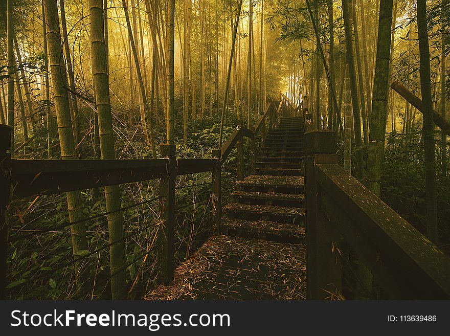 Nature, Forest, Woodland, Path