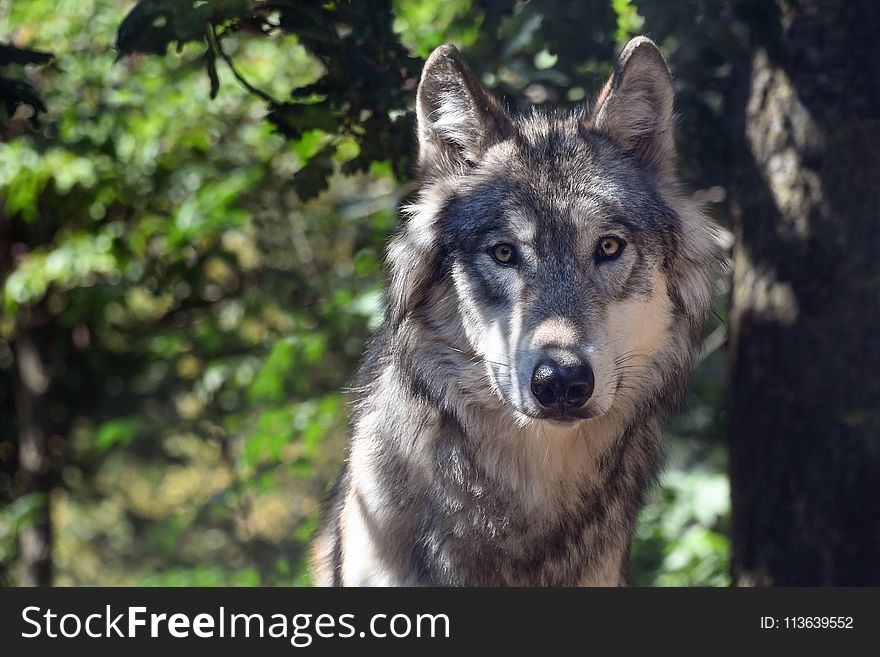 Wolf, Wildlife, Fauna, Dog Like Mammal