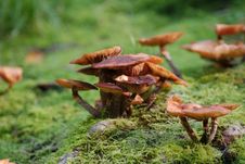 Free Fungus, Mushroom, Medicinal Mushroom, Edible Mushroom Royalty Free Stock Photo - 113648045