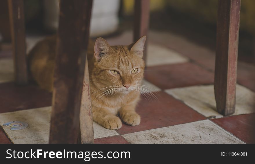 Photo of Orange Tabby Cat Under Chair