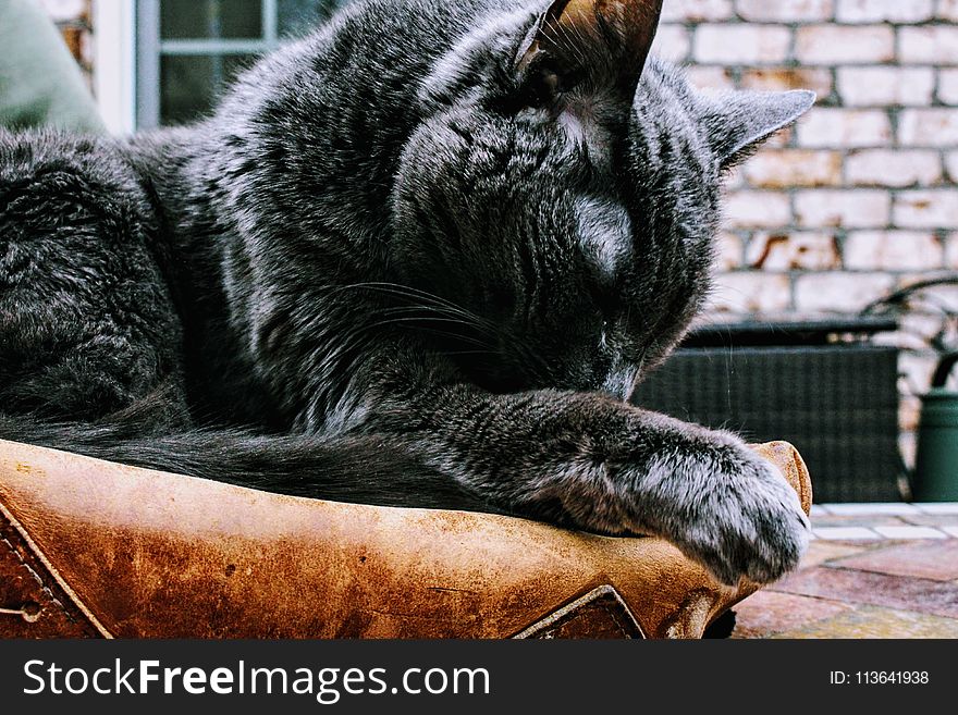 Photo of Black Cat on Brown Pad