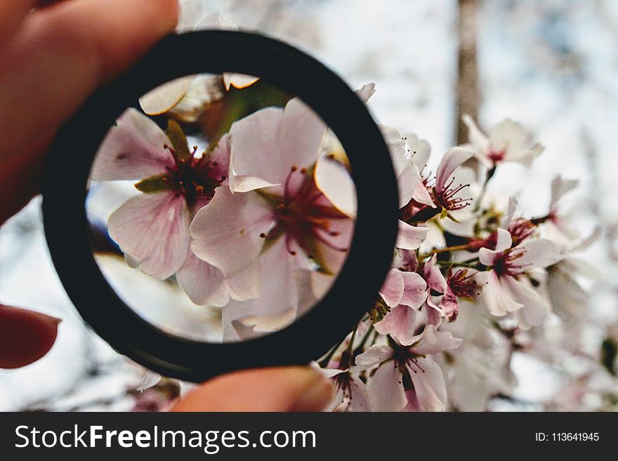 Person Holding Round Black Ring Through Pink Petaled Flowers