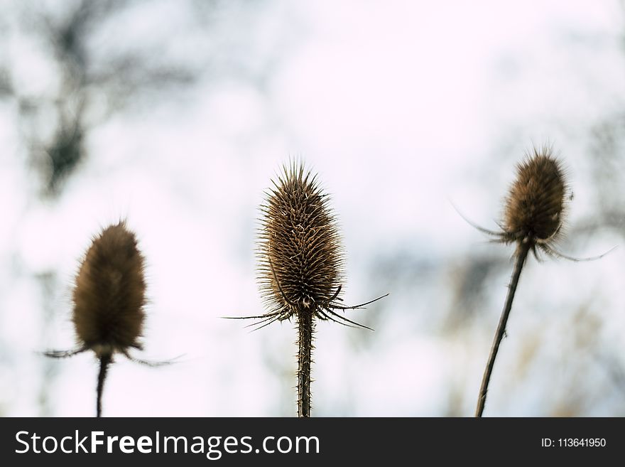 Selective Focus Photography of Three Beige Flowers