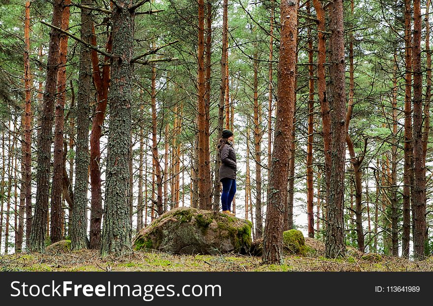 Woman on Rock Surrounded Pine Trees
