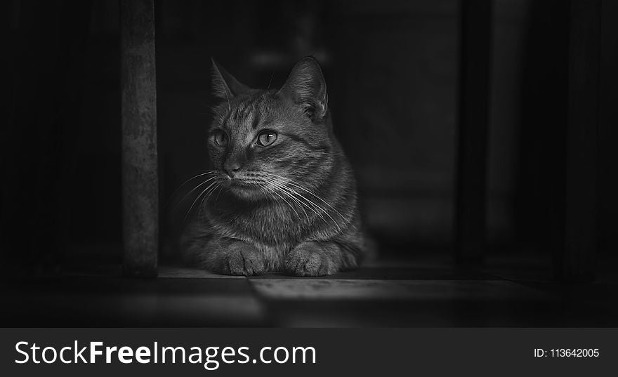 Monochrome Photography Of Cat