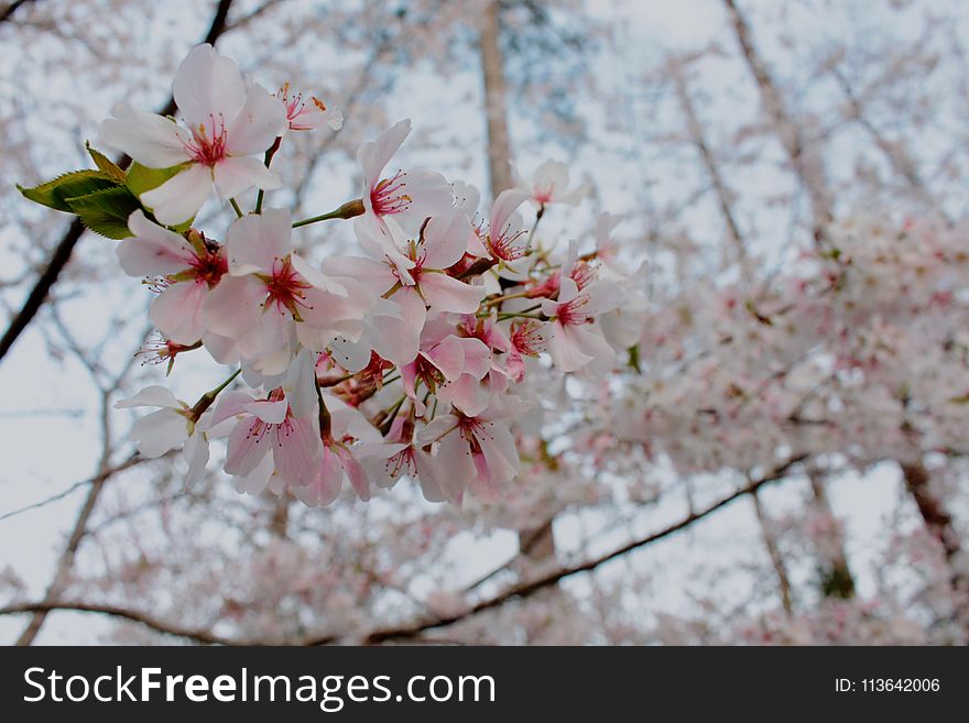 Cherry Blossom Close-up Photo