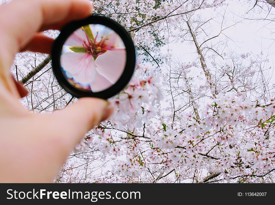 Person Holding Round Framed Mirror Near Tree at Daytime