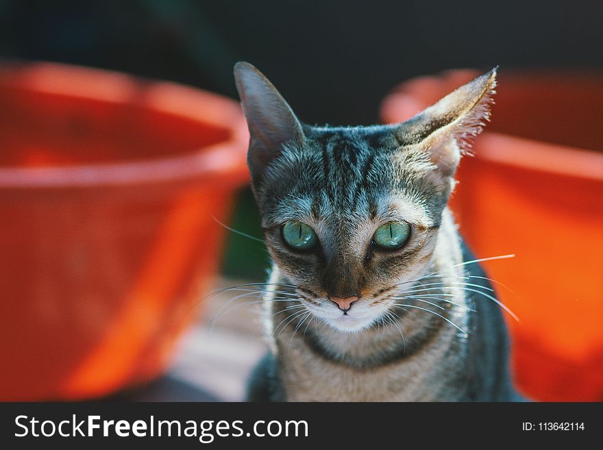 Close-up Photography of Brown Cat