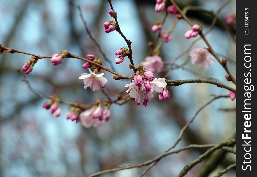 Blossom, Pink, Branch, Spring