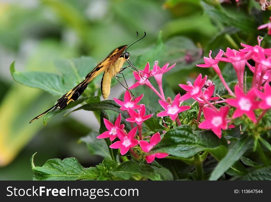 Insect, Flora, Plant, Pollinator