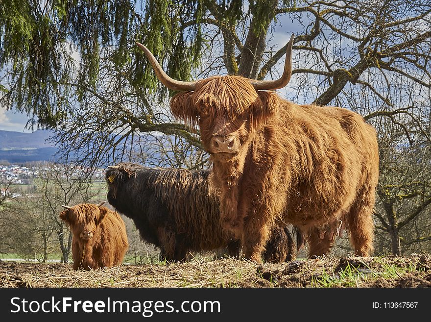 Cattle Like Mammal, Horn, Highland, Wildlife