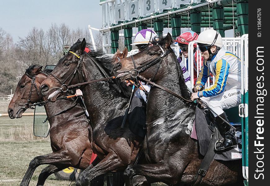 Jockey, Horse, Horse Harness, Horse Racing