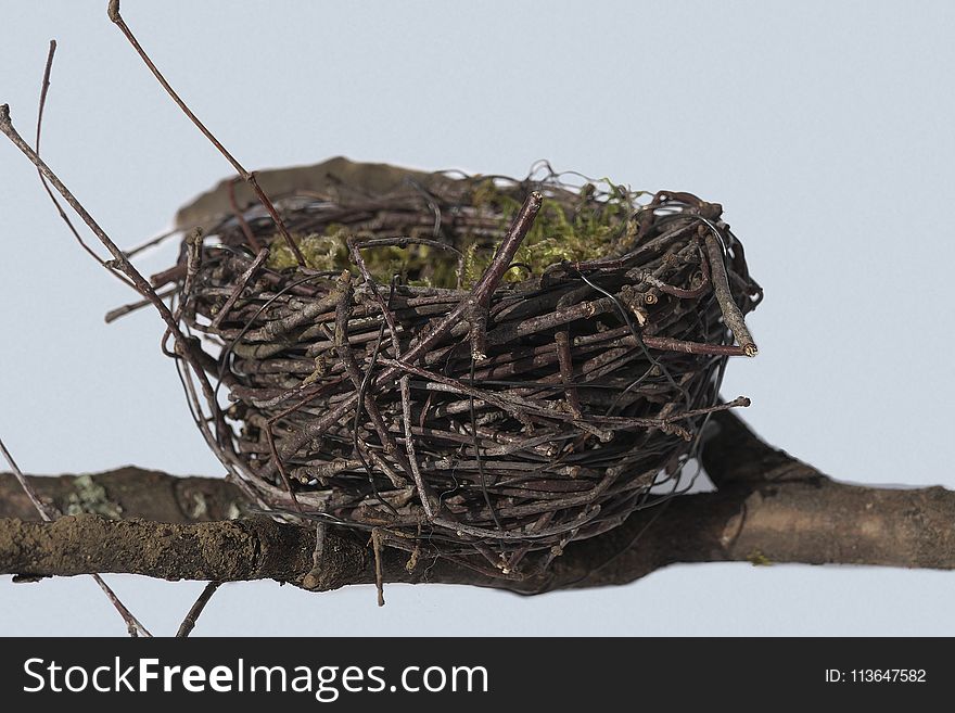 Bird Nest, Nest, Bird, Twig