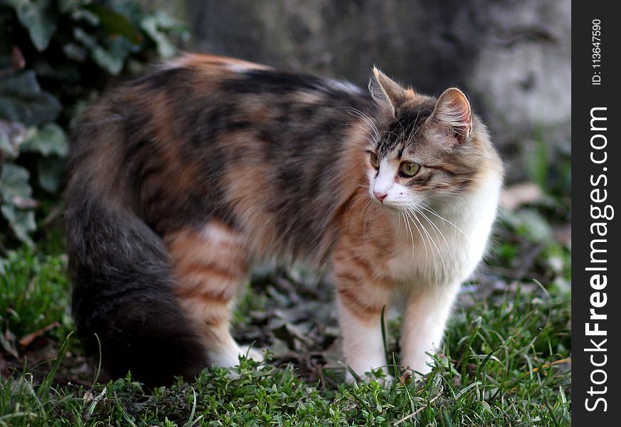 Cat, Fauna, Mammal, Small To Medium Sized Cats