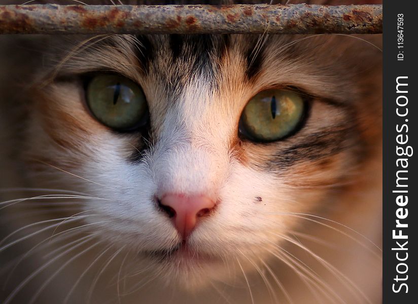 Cat, Whiskers, Face, Eye