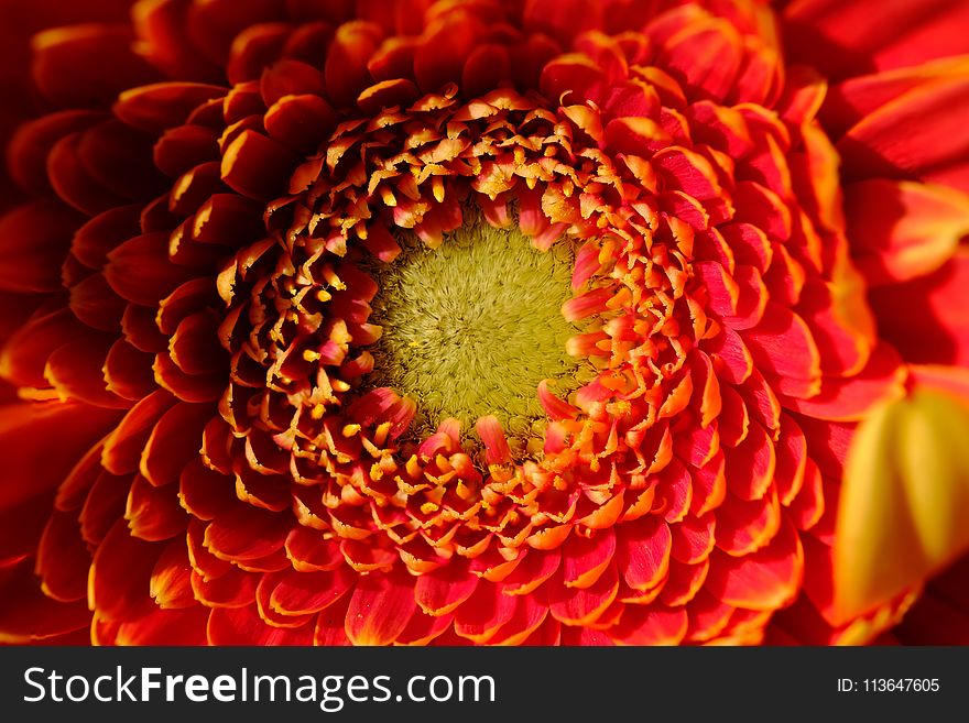 Flower, Yellow, Orange, Gerbera