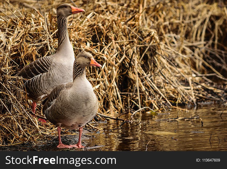 Bird, Water Bird, Duck, Fauna