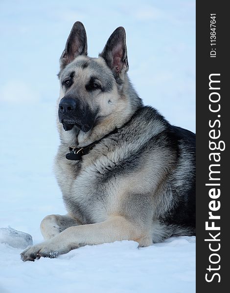 Dog, Dog Like Mammal, East European Shepherd, Norwegian Elkhound