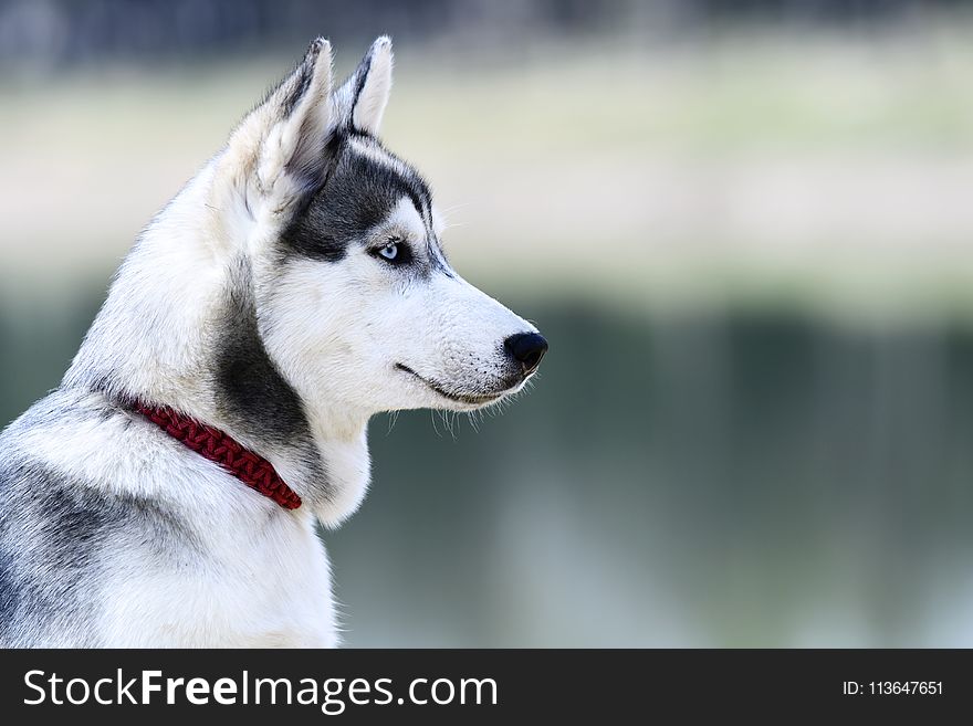 Dog Like Mammal, Siberian Husky, Dog, Dog Breed