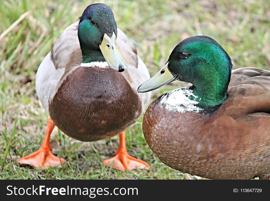 Duck, Bird, Mallard, Ducks Geese And Swans