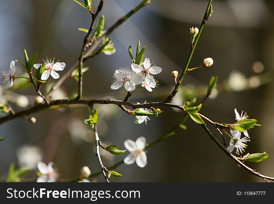 Branch, Flora, Blossom, Spring