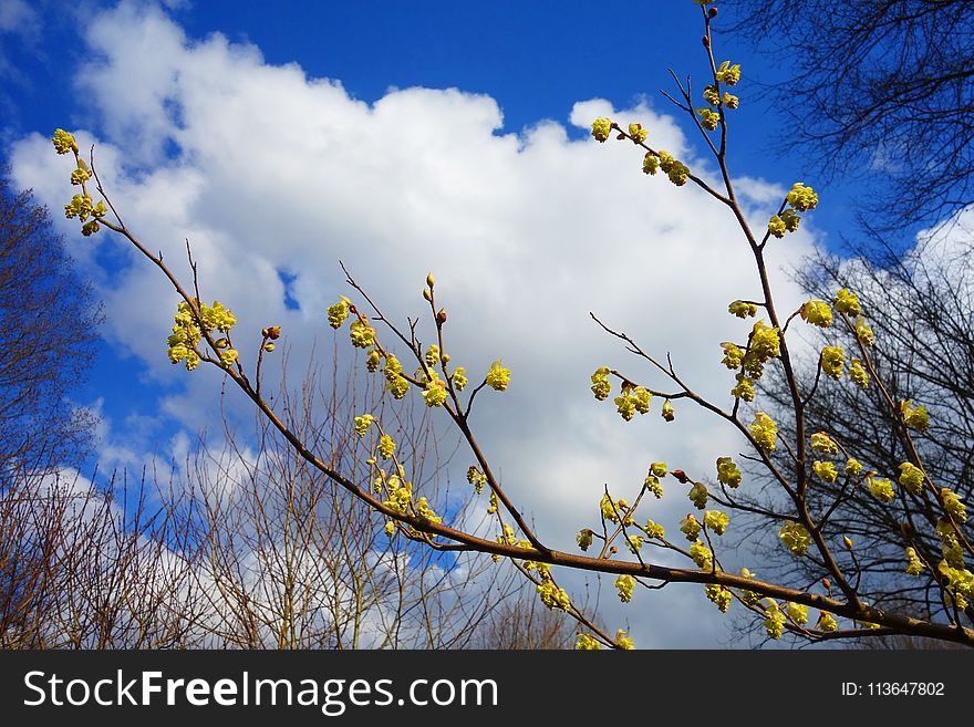 Sky, Yellow, Branch, Cloud