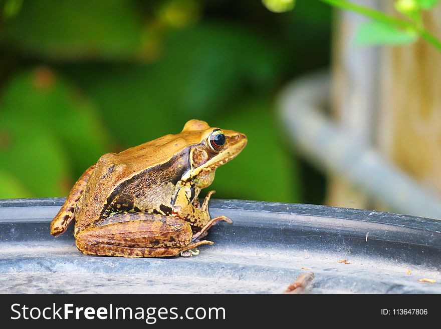 Amphibian, Frog, Ranidae, Fauna