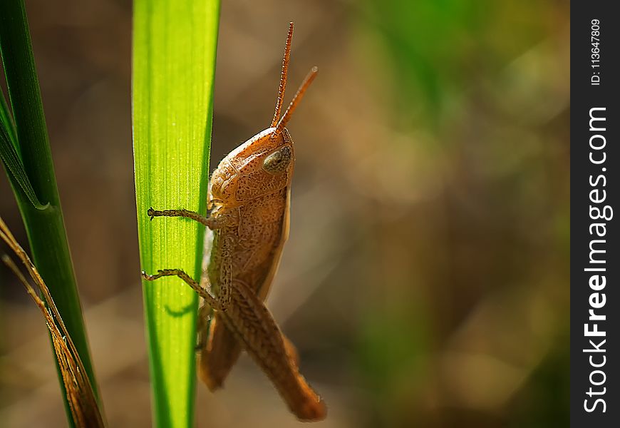 Insect, Invertebrate, Macro Photography, Close Up