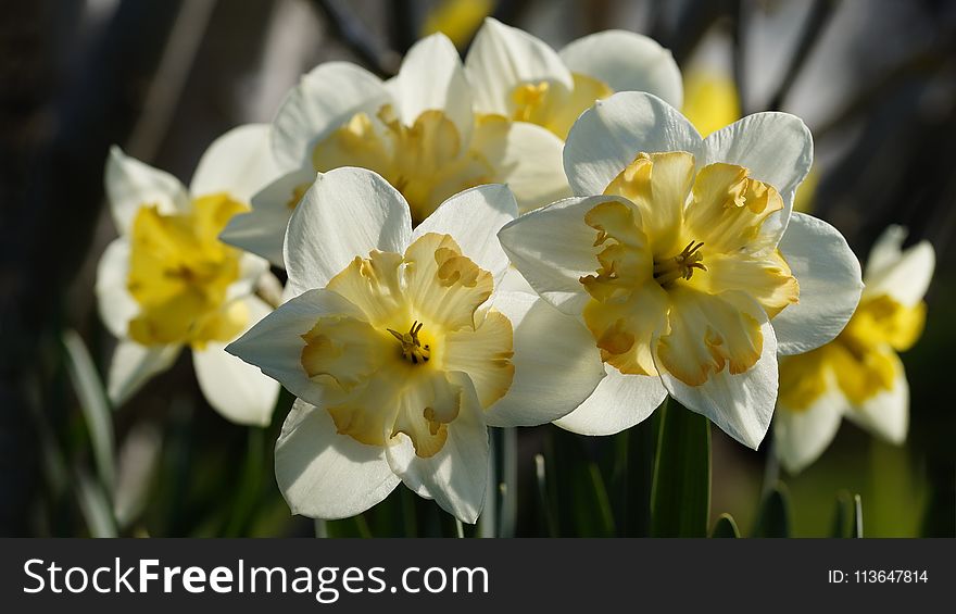 Flower, Yellow, Flowering Plant, Plant