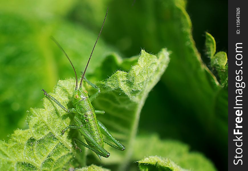 Insect, Leaf, Urtica, Macro Photography