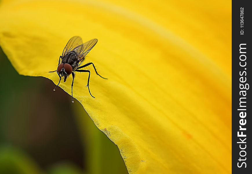 Insect, Fly, Pest, Macro Photography
