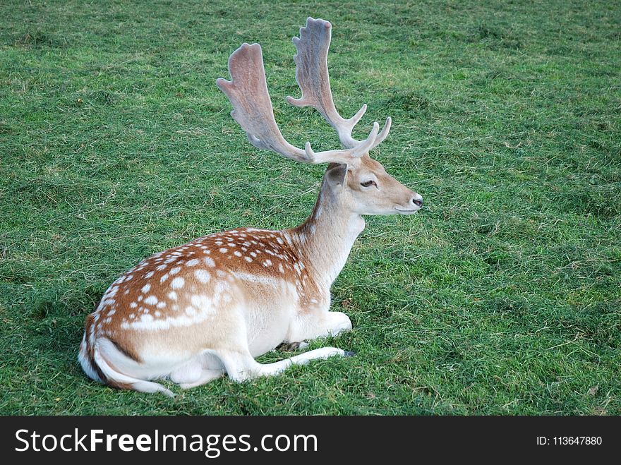 Deer, Wildlife, Mammal, Fauna