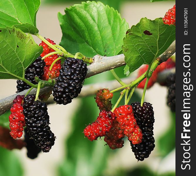 Natural Foods, Fruit, Mulberry, Berry
