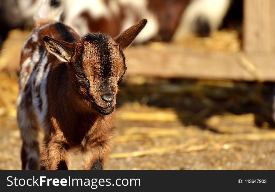Goats, Goat, Fauna, Horn