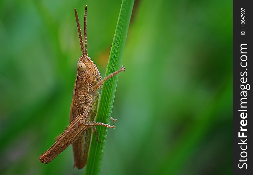 Insect, Grasshopper, Macro Photography, Fauna