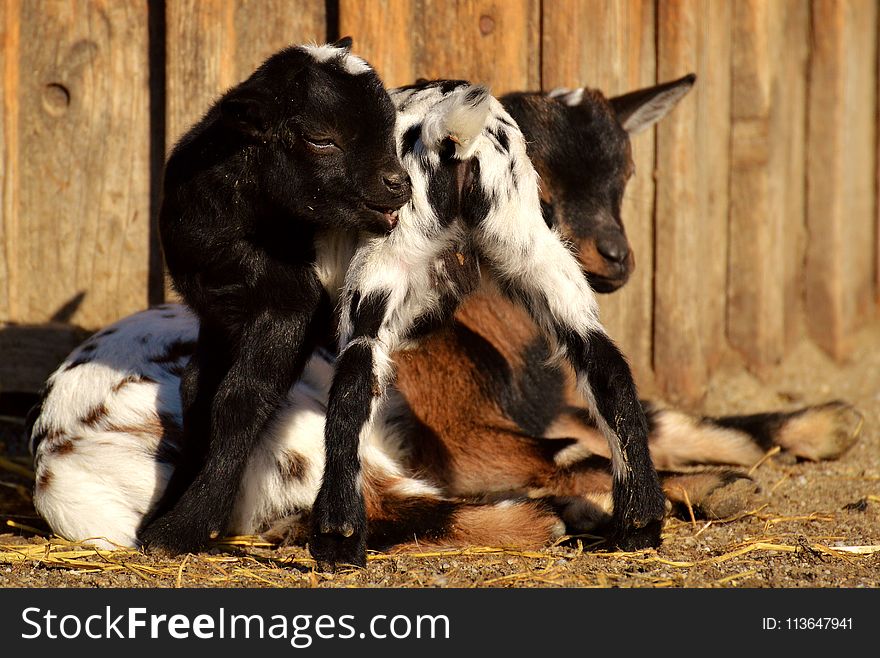 Goats, Fauna, Goat, Wildlife
