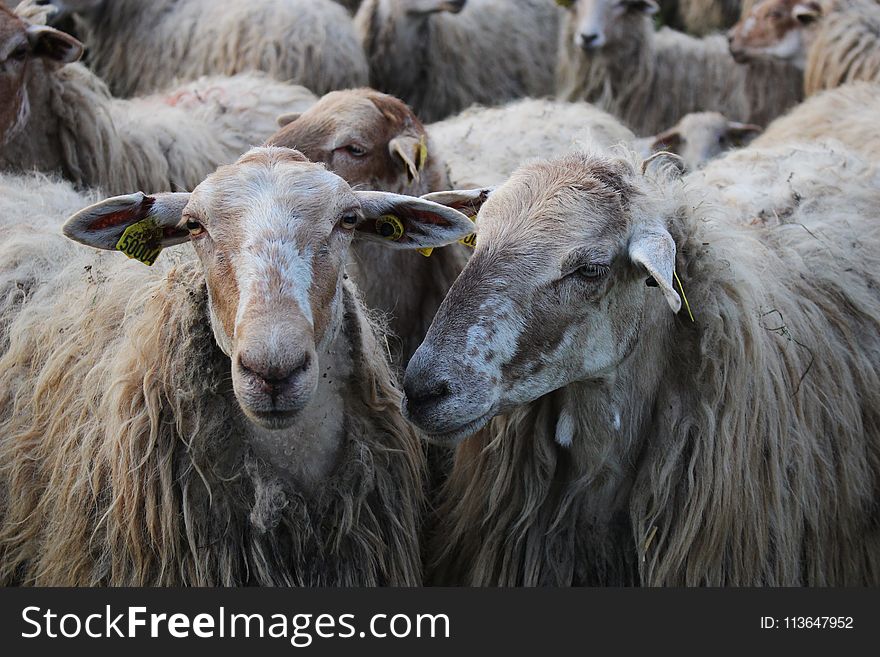Herd, Sheep, Livestock, Cow Goat Family